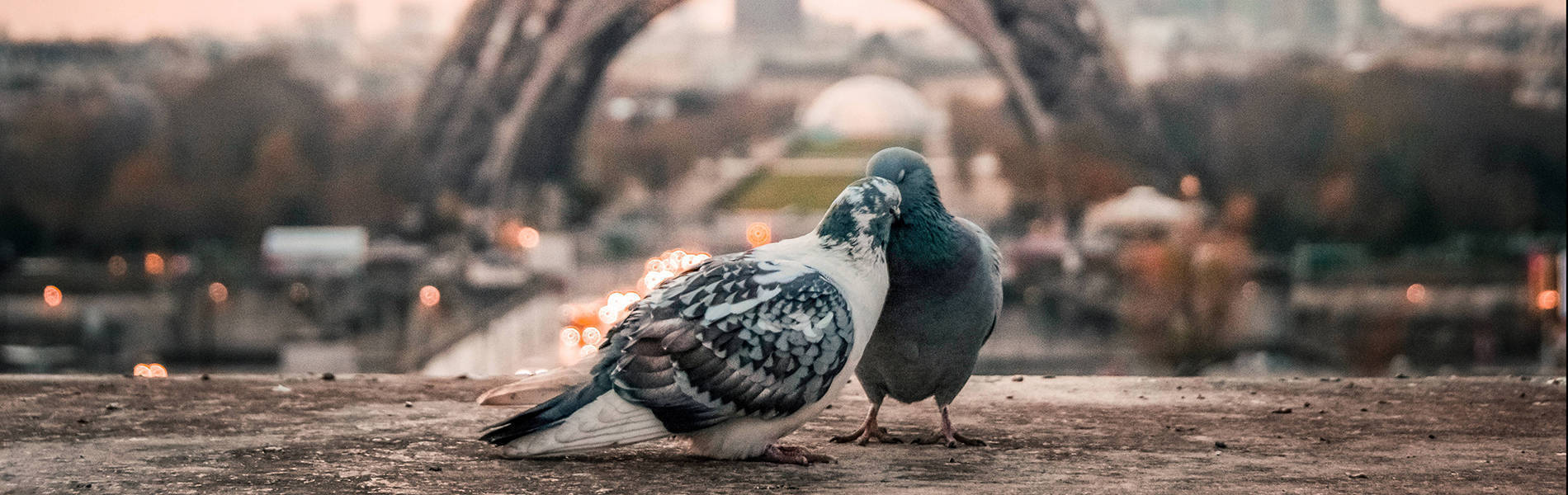 ZANZIBAR WATER SPORTS ( JET SKI)